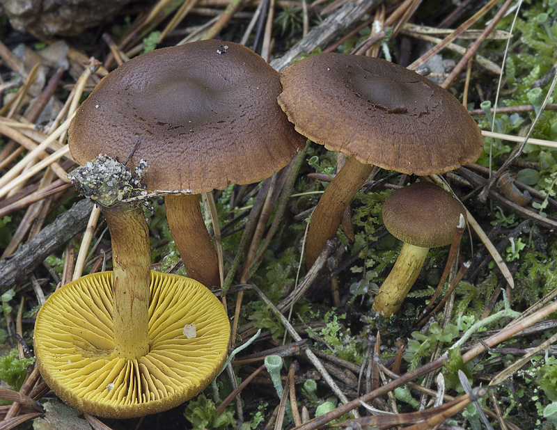 Cortinarius croceus